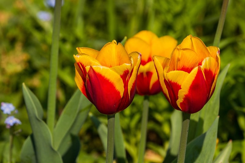 tulpe